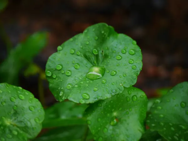 Краплі Води Зеленому Листі Великі Красиві Краплі Прозорої Дощової Води — стокове фото