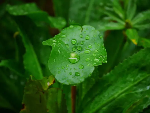 Krople Wody Zielonym Liściu Duże Piękne Krople Przezroczystej Wody Deszczowej — Zdjęcie stockowe
