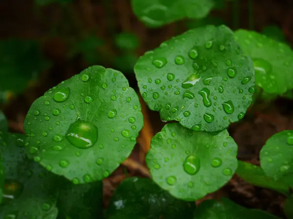 水滴在绿叶上 大滴晶莹的雨水滴在绿叶上 滴滴的露珠在晨光中 美丽的叶质感在大自然中 自然的背景 — 图库照片