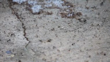 Bir sürü karınca dolaşıyor. Siyah karıncalar, küçük orman karıncaları, hayvan böcekleri, vahşi yaşam yolları boyunca ilerlerler.