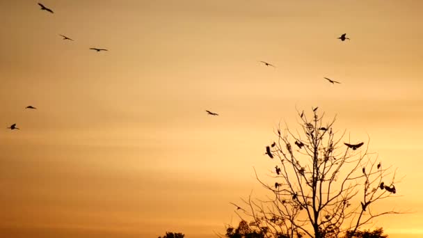 鳥は森やジャングルの空の日没と自然の風光明媚な色に囲まれて飛ぶ 鳥は空の日没と色をシルエット — ストック動画
