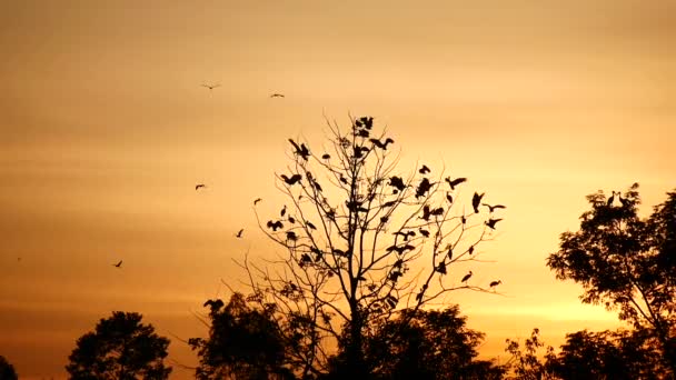 Silueta Las Aves Encaramadas Volando Puesta Del Sol Los Colores — Vídeo de stock