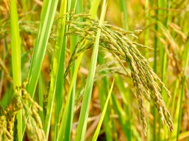 Yeşil buğday tarlası, olgun pirinç tarlası, güzel altın pirinç tarlası ve pirinç kulağı, tarlalarda olgun pirinç tarlaları, çeltik tarlasında pirinç, sabah arkaplanda Görüntü Paddy pirinç tarlası.