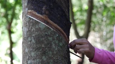 Lastik ekiciler kauçuk bir bıçakla kauçuğa dokunuyor, işçi ustalıkla ağaca dokunuyor, değerli sıvı lateksini topluyor, çiftçi kauçuğu tıklaması...