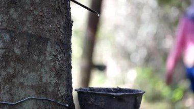 Lastik ekiciler kauçuk bir bıçakla kauçuğa dokunuyor, işçi ustalıkla ağaca dokunuyor, değerli sıvı lateksini topluyor, çiftçi kauçuğu tıklaması...