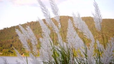 Rüzgarda esen beyaz çimen, tropikal yağmur ormanları, sabah sisi ve dağ, Mekong Nehri 'nin akan suyu, kış rüzgarı, estetik doğa manzarası