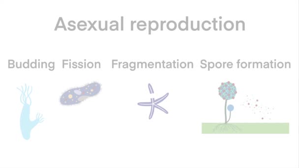 性繁殖与无性生殖 无性生殖与性细胞生殖类型比较 生物学 与海星无性生殖碎裂的科学设计 — 图库视频影像