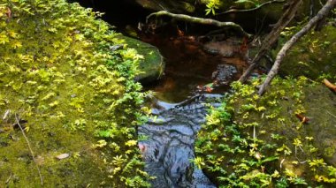 Ormandaki yeşil şelaledeki güzel şelale, şelale dokusu, güzel şelale manzarası, kayalıkların üzerinden çağlayarak akan sisli su damlaları.