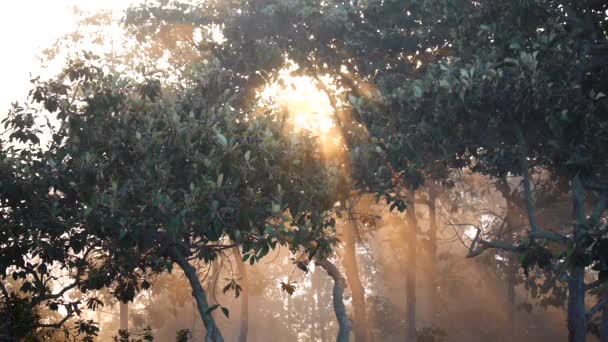 Brume Coule Travers Forêt Montagne Soleil Brille Dans Forêt Tropicale — Video