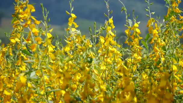 フィールドサンヘンプは熱帯アジアの植物です それは黄色い花を抱え エロゲート 代替葉 黄色い花のフィールド 黄色いカラヘンプフィールドの美しい景色 — ストック動画