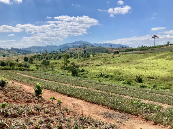 Natural landscape view, Beautiful view to green rainforest valley, Farmers\' agricultural plots, pineapple farming on hill, Landscape panorama of pineapple plantation in the hills