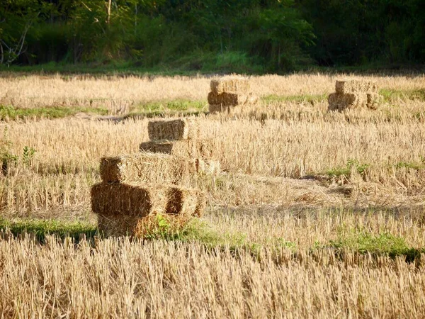 Rice straw bales in the rice field, Rice straw bales on rice field and farmer working, natural design farming concept, straw on the field
