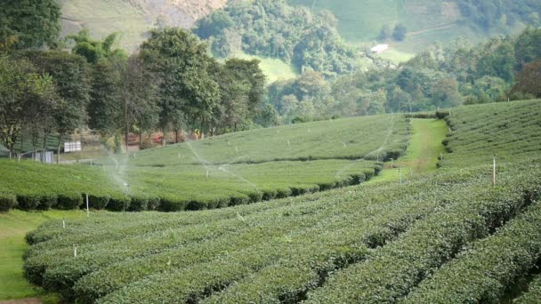 茶工場の給水 高山の茶植栽 美しい景観 緑茶葉植物有機農場を働かせている水スプリンクラーシステム — ストック動画