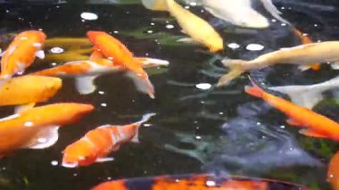 Koi balıkları gölette mutlu yüzüyorlar, çok renkli koi balıkları koyu arka planda, Japon göletinde yüzen renkli koi balığı sürüsü