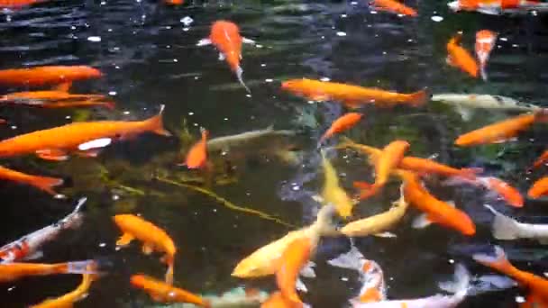 물고기는 행복하게 연못에서 물고기 어두운 평온한 연못에서 다채로운 물고기 그룹의 — 비디오
