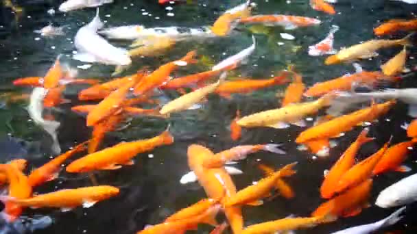 Koi Balıkları Gölette Mutlu Yüzüyorlar Çok Renkli Koi Balıkları Koyu — Stok video