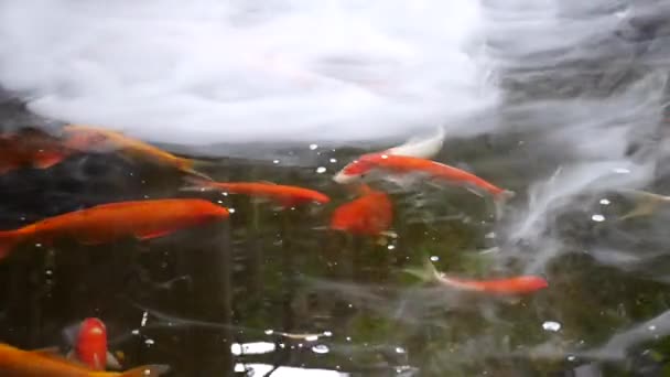 Ψάρια Koi Κολυμπούν Στη Λίμνη Ευτυχώς Πολύχρωμα Ψάρια Koi Close — Αρχείο Βίντεο