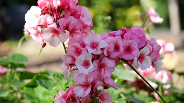 Rama Con Flores Lila Primavera Jardín Fondo Aislado Rama Flores — Vídeos de Stock