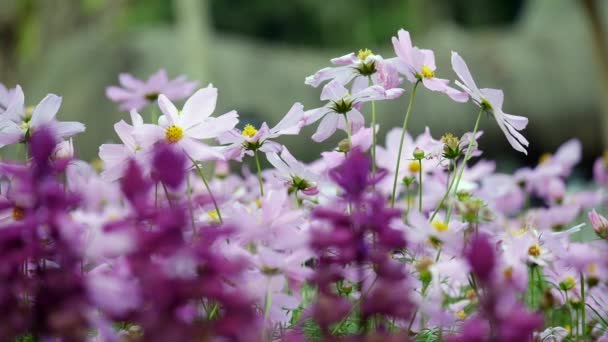 Krásné Kosmu Květiny Kymácející Vánku Slunečním Světlem Alpská Louka Bílými — Stock video
