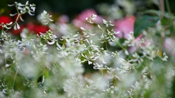 Bahçedeki Güzel Kozmos Çiçekleri Çiçek Saplarının Yakın Görüntüsü Güneşli Leptoconops — Stok video