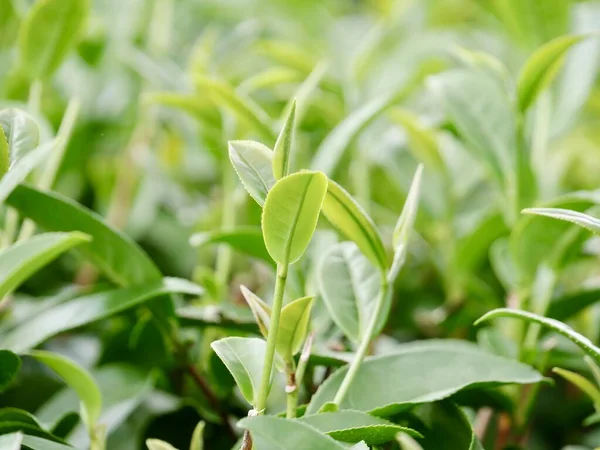 Top of Green tea leaf in the morning, tea plantation. Greentea bud and leaves, Green tea fresh leaves, Tea plantations, green plant plantation on the mountain