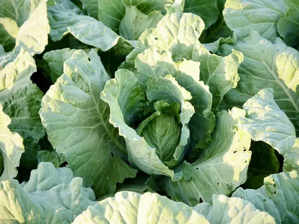cabbage top view, Cabbage leaves, Fresh cabbage in a field, cabbage are growing in a garden,