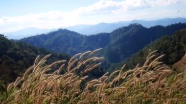 Kuru otların hareket ettiği dağlar, rüzgarla hareket eden çimenler, dağlarda sallanan rüzgarlar, Karpatya tepelerinin eteklerinde hafif esintiyle hareket eden uzun kuru otlar.