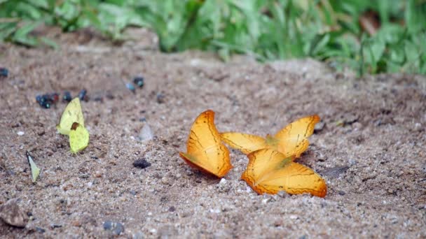 Fjärilar Puddling Marken Och Flyger Naturen Fjärilar Svärmar Äter Mineraler — Stockvideo