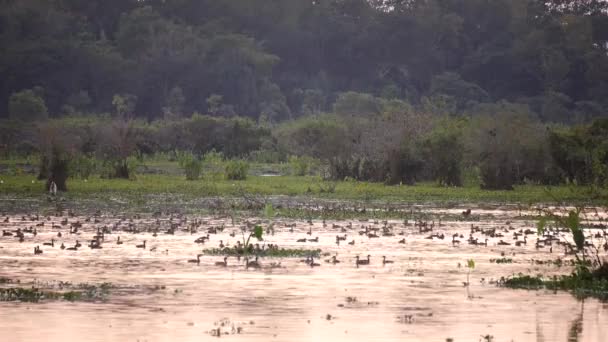 アヒルの群れは湖の表面に残っており 夏の川の滑らかな表面に残っている水鳥の群れ — ストック動画