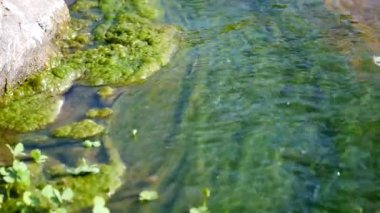 Nehir akıntısı ve yeşil algler, taşın üzerindeki yeşil yosunlar, açık deniz suyu, su sıçrayan dalgalar, dalgaları karıştıran yeşil algler, sığ sulardaki kayalar, alglerle kaplanmış kayalar.