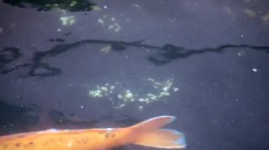 Koi balıkları gölette mutlu yüzüyorlar, çok renkli koi balıkları koyu arka planda, Japon göletinde yüzen renkli koi balığı sürüsü