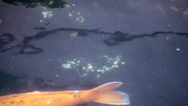 Koi Halak Úsznak Tóban Boldogan Multi Színes Koi Halak Közelről — Stock videók