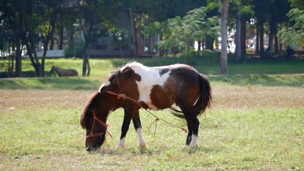 Belo Cavalo Está Comendo Grama Campo Cavalo Marrom Comendo Grama — Vídeo de Stock