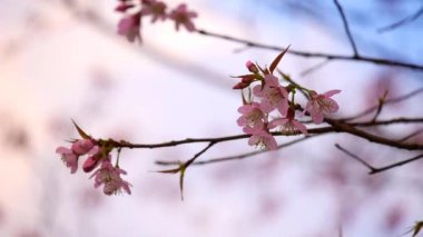 Pembe Phaya Suea Krong çiçekleri rüzgarda açan pembe çiçekler rüzgarda açan beyaz bulutlar ve parlak gökyüzü Sakura Tayland 'da kiraz çiçekleri.