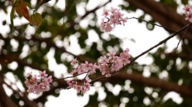 Pembe Phaya Suea Krong çiçekleri rüzgarda açan pembe çiçekler rüzgarda açan beyaz bulutlar ve parlak gökyüzü Sakura Tayland 'da kiraz çiçekleri.