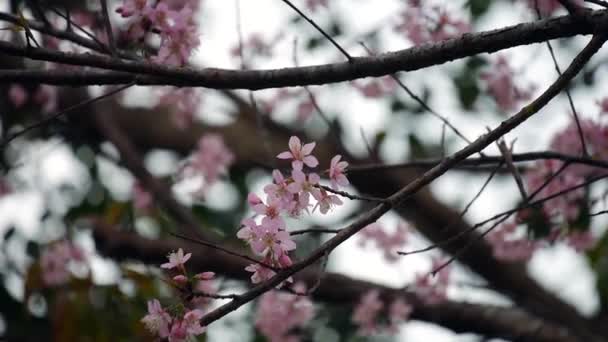 Pink Phaya Suea Krong Flowers Blooming Wind Pink Flowers Blooming — Stock Video