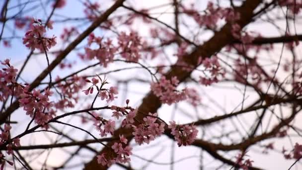 Рожеві Квіти Пайя Сьюа Кронг Квітучі Вітрі Рожеві Квіти Квітучі — стокове відео