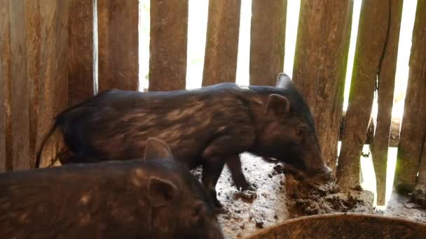 Beaucoup Porc Noir Ont Été Élevés Dans Enclos Bois Dont — Video