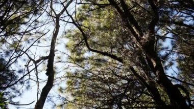 Rüzgardan hareket eden siyah çam manzaralı arka plan, yaprakları rüzgarla hareket eden bir ağacın altından görünen güzel mavi yaz gökyüzü, yeşil ağaç zeminli mavi gökyüzü