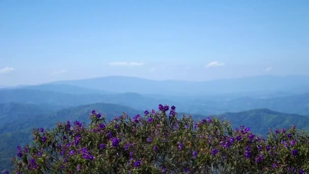 Niebieskie Drzewo Kwitnące Purpurowe Kwiaty Sfilmowane Górach Pięknym Krajobrazie Górami — Wideo stockowe