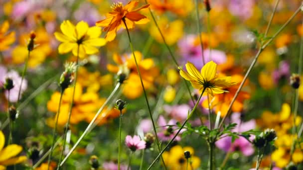 美しいコスモスの花は 太陽の光で風に揺れ 白と黄色のデイジーの花とアルパインの牧草地 庭園の花は朝の光の中で美しく咲いています — ストック動画