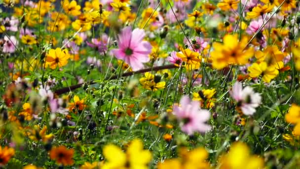 Gyönyörű Kozmosz Virágok Ringatóznak Szellőben Napfénytől Alpesi Rét Fehér Sárga — Stock videók
