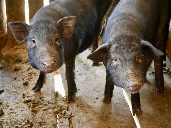 Many black Hog, were raised in a wooden pen whose fur on the body was dirty from the soil in the pen, raised for sale Because it is pork that hat fat inserted along the muscles, to pig concept