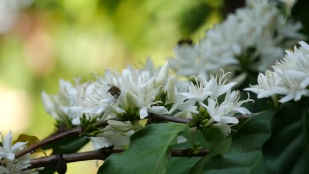 木に咲くコーヒー豆の花 バックグラウンドで黒い色の緑の葉を持つ木の植物のロブスタコーヒーの花の蜂 花の花束と白い茎 — ストック動画