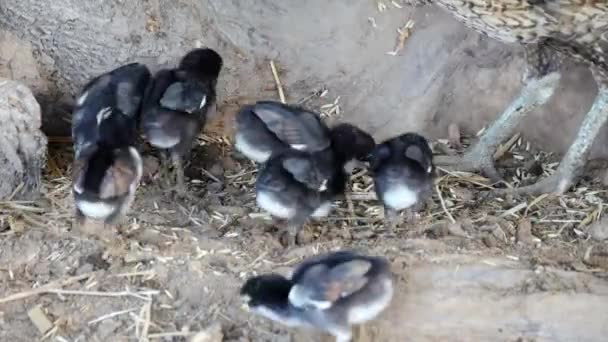Kırsal Kesimde Sabah Otların Üzerinde Yiyecek Arayan Bir Civciv Sürüsü — Stok video