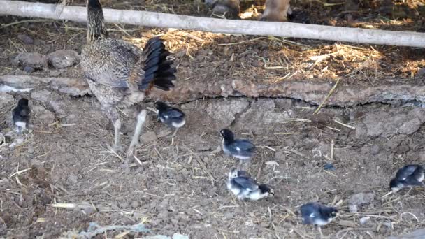 母親のブロディ ヘンが庭を歩き 餌を探している小さなひよこ ヘンコップでの生活 赤ちゃんのひよこと母ヘンは バイオファームに餌を与えます ヘンと草の上に鍛造鶏の群れ — ストック動画