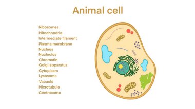Hayvan hücresi anatomisi, organellerin kesiştiği biyolojik hayvan hücresi, tüm organellere yazılı notlar yerleştirilmiş hayvan hücresi, hayvan hücre yapısı. Eğitici materyal
