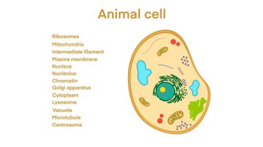 animal cell anatomy, biological animal cell with organelles cross section, Animal cell with placed text annotations to all organelles, Animal cell structure. Educational material clipart