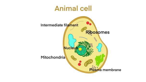 Hayvan Hücresi Anatomisi Organellerin Kesiştiği Biyolojik Hayvan Hücresi Tüm Organellere — Stok video