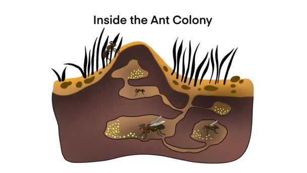 アントコロニーは地下に住んでおり 土壌のカートゥーンアンチルコロニー トンネルと部屋からなる形態の昆虫 生物学的教育 アンチホールトンネル下のアンツ アントネスト — ストック動画